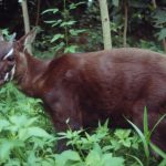 Saola: Menelusuri Jejak Hewan Legendaris yang Hampir Punah