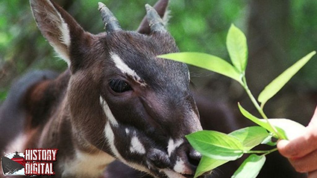 Saola: Menelusuri Jejak Hewan Legendaris yang Hampir Punah