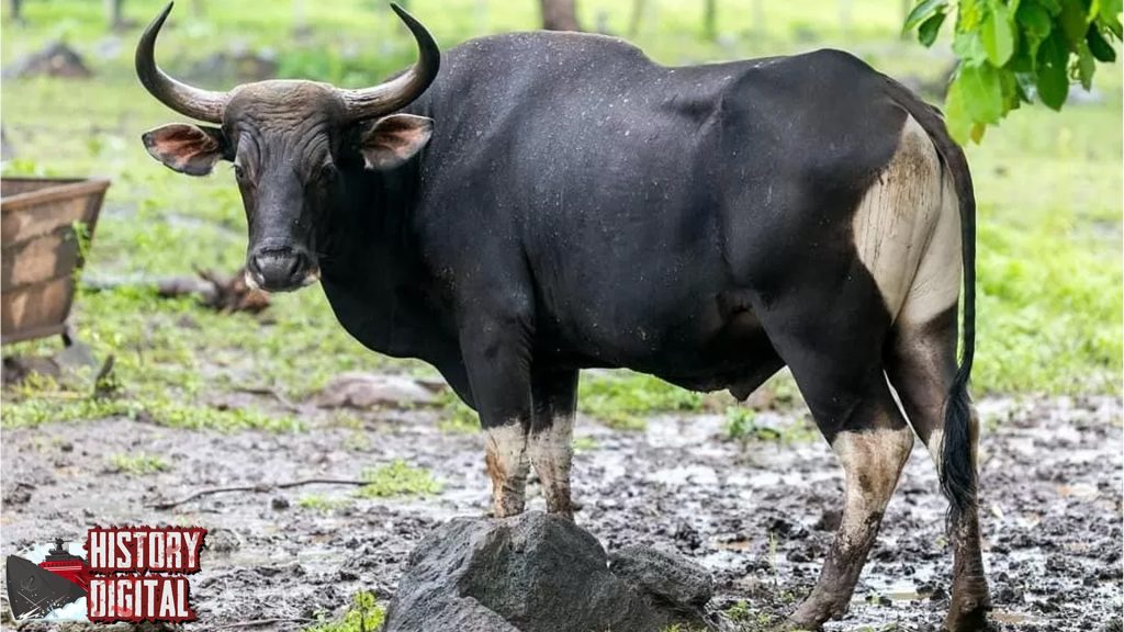 Banteng: Dari Legenda Hingga Keberadaan Nyata di Alam Liar!