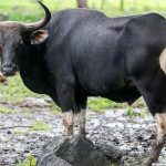Banteng: Dari Legenda Hingga Keberadaan Nyata di Alam Liar!