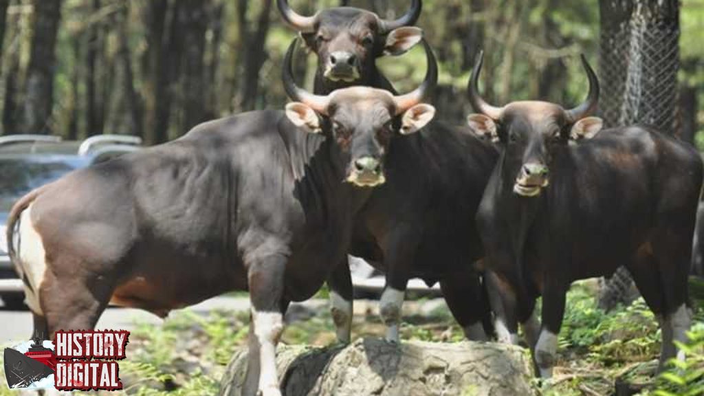 Banteng: Dari Legenda Hingga Keberadaan Nyata di Alam Liar!