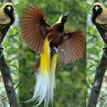 Burung Cendrawasih: Si Cantik Langka dari Timur Nusantara!