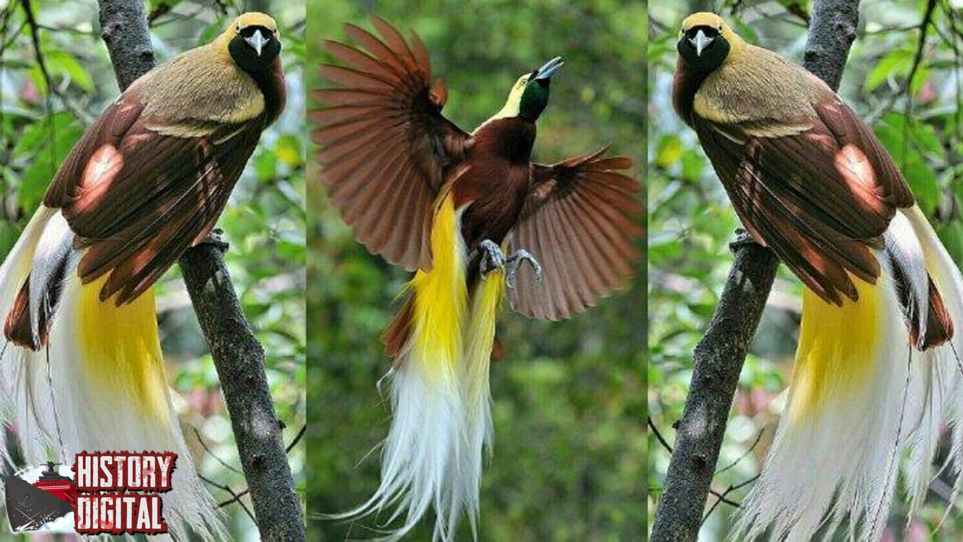 Burung Cendrawasih: Si Cantik Langka dari Timur Nusantara!