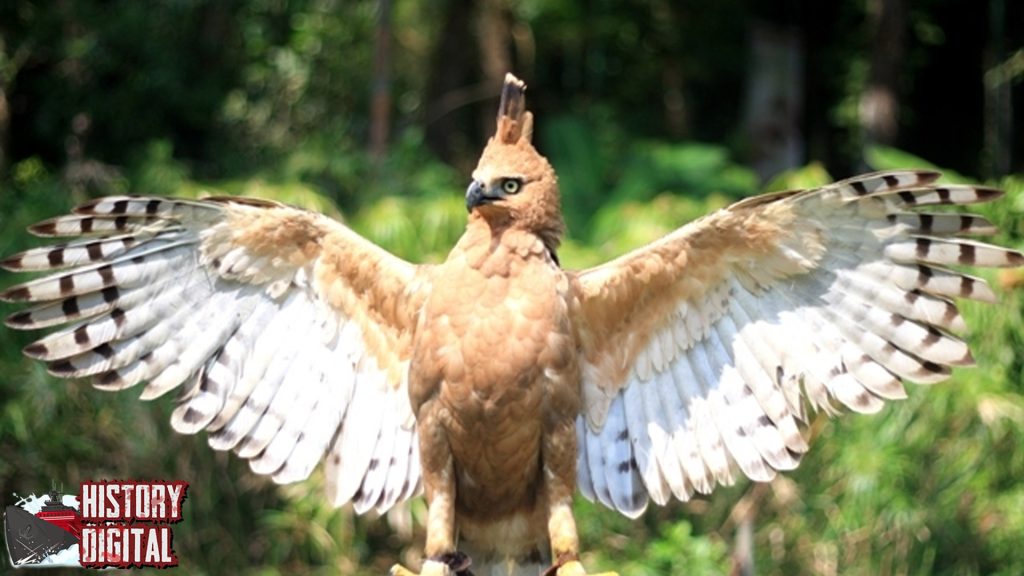 Elang Rajawali Legenda Burung Agung yang Menyentuh Sejarah
