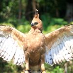 Elang Rajawali Legenda Burung Agung yang Menyentuh Sejarah