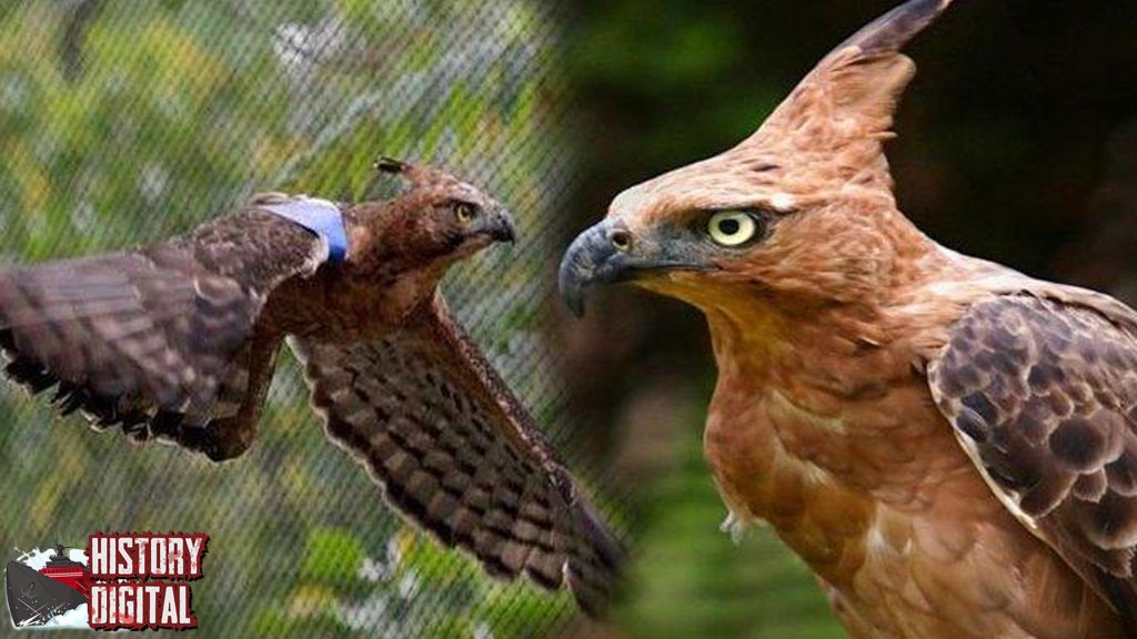 Elang Rajawali Legenda Burung Agung yang Menyentuh Sejarah