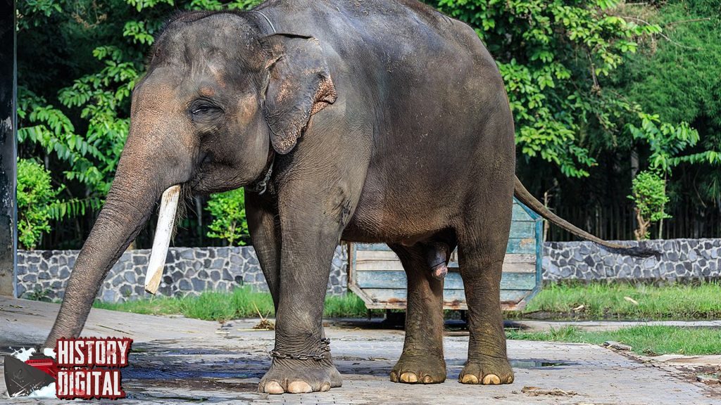 Gajah Sumatra: Ikon Langka dengan Kisah Sejarah Menggetarkan!