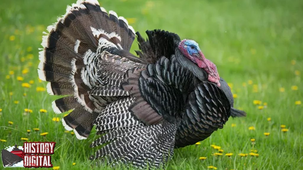 Ayam Kalkun dan Perannya dalam Peradaban Kuno Amerika