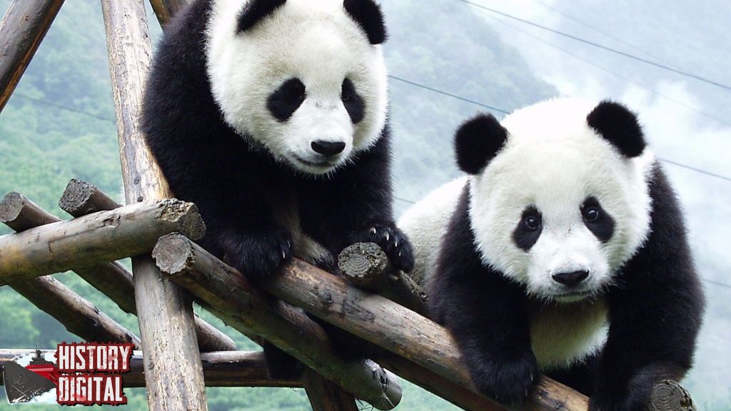 Panda: Sejarah Hewan Unik yang Menjadi Simbol Keabadian