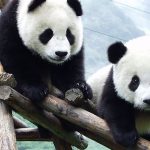 Panda: Sejarah Hewan Unik yang Menjadi Simbol Keabadian