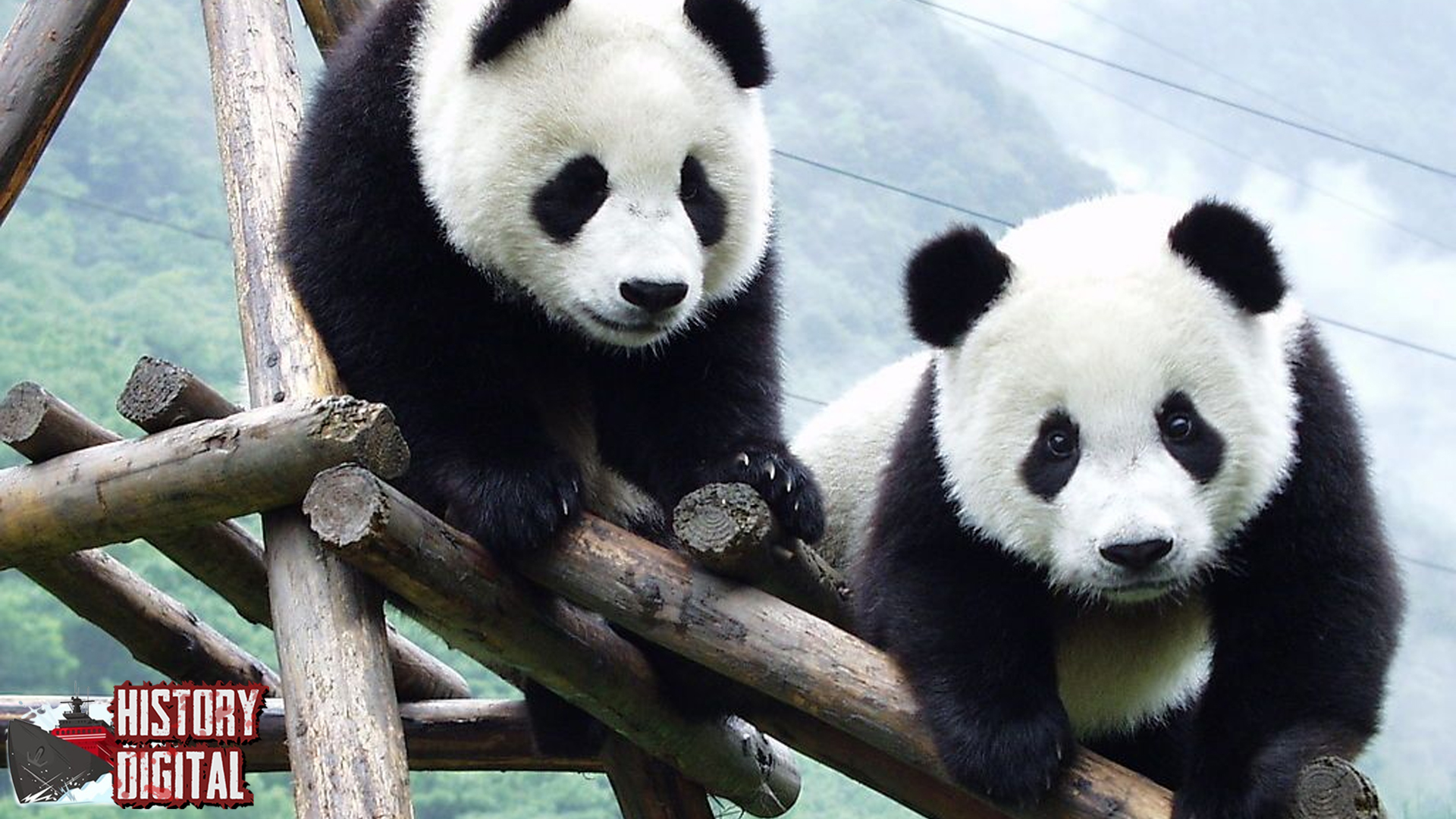 Panda: Sejarah Hewan Unik yang Menjadi Simbol Keabadian