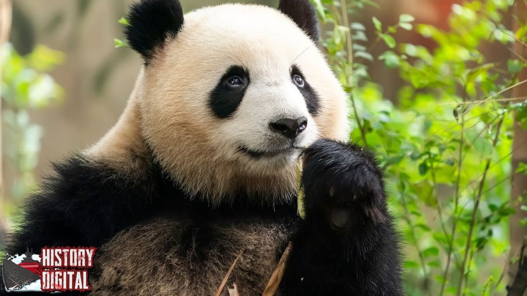 Panda: Sejarah Hewan Unik yang Menjadi Simbol Keabadian