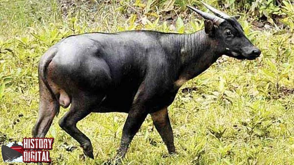 Dari Zaman Dulu hingga Kini: Kisah Menarik Hewan Anoa!