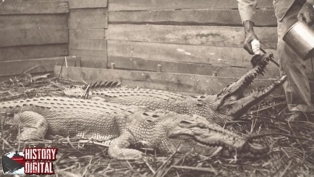 Buaya Nggak Pernah Pensiun Dari Dinosaurus ke Sungai!