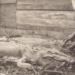 Buaya Nggak Pernah Pensiun Dari Dinosaurus ke Sungai!