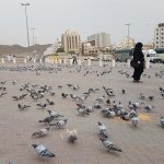 Sejarah Burung Dara Dari Alat Komunikasi ke Ikon Damai!