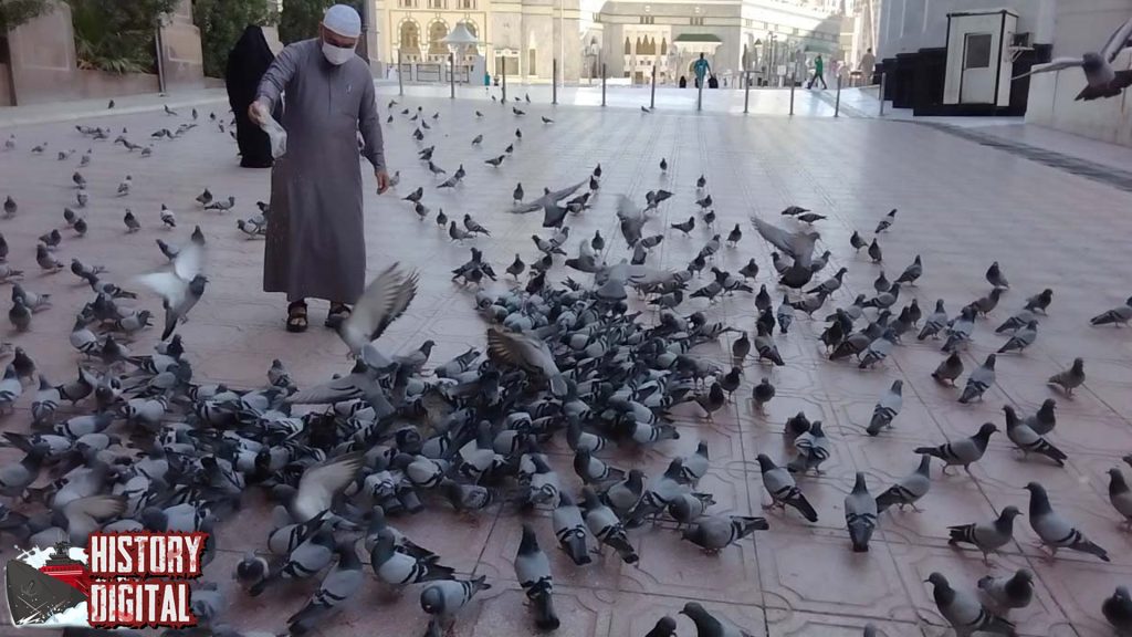 Sejarah Burung Dara Dari Alat Komunikasi ke Ikon Damai!