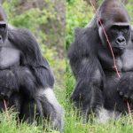Mengungkap Perjalanan Panjang Hewan Gorila di Dunia!