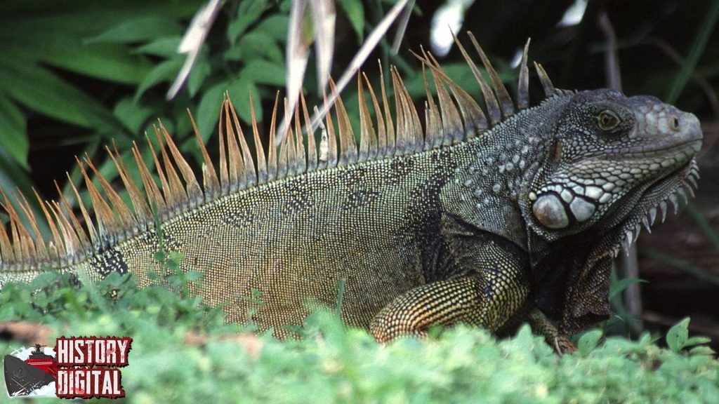 Mengenal Lebih Dekat Riwayat Iguana yang Jarang Terungkap