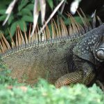 Mengenal Lebih Dekat Riwayat Iguana yang Jarang Terungkap
