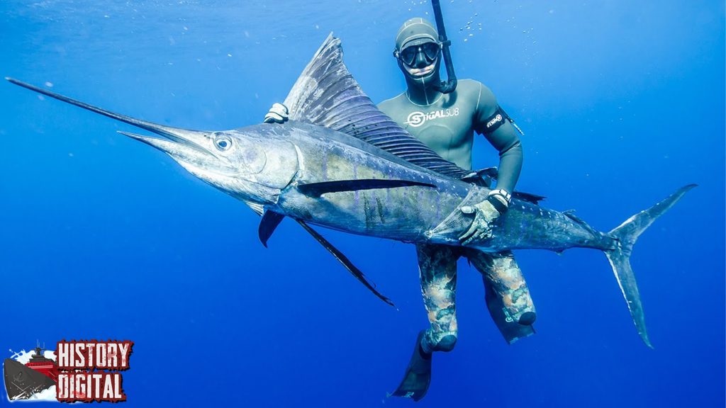 Sejarah Ikan Marlin Dari Legenda Laut Hingga Fakta Nyata!