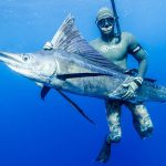 Sejarah Ikan Marlin Dari Legenda Laut Hingga Fakta Nyata!
