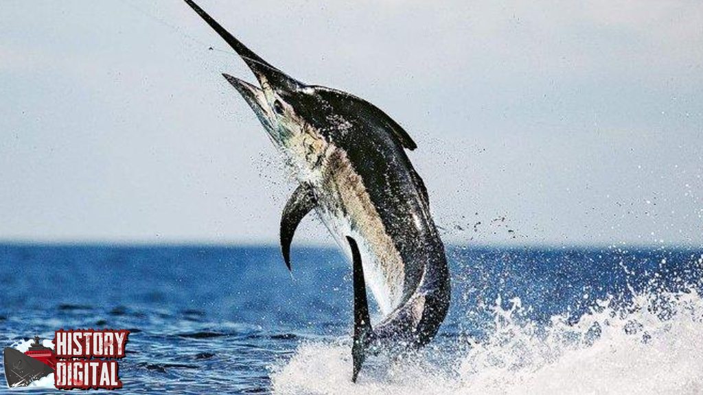 Sejarah Ikan Marlin Dari Legenda Laut Hingga Fakta Nyata!