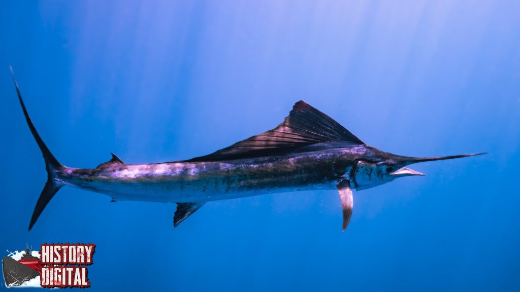 Sejarah Ikan Marlin Si Raja Laut yang Penuh Keajaiban!