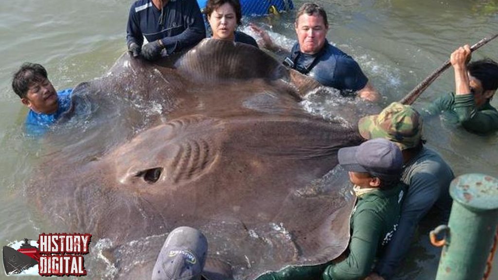 Mengenal Sejarah Ikan Pari, Si Pendiam dari Laut Dalam