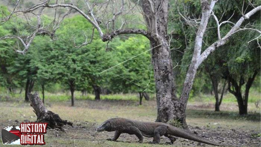 Komodo Reptil Raksasa dengan Sejarah yang Penuh Misteri