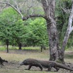 Komodo Reptil Raksasa dengan Sejarah yang Penuh Misteri