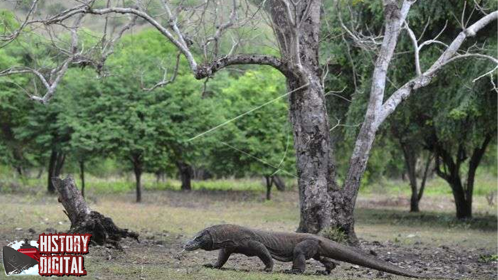 Komodo Reptil Raksasa dengan Sejarah yang Penuh Misteri