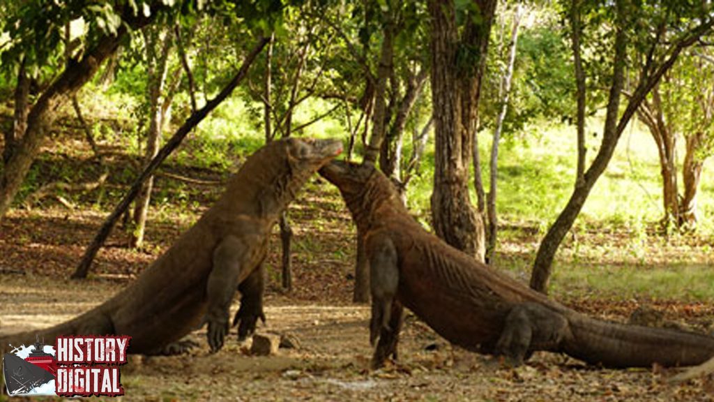 Komodo Reptil Raksasa dengan Sejarah yang Penuh Misteri