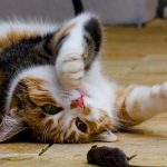 Jejak Kucing di Sejarah, Lebih dari Sekadar Peliharaan!