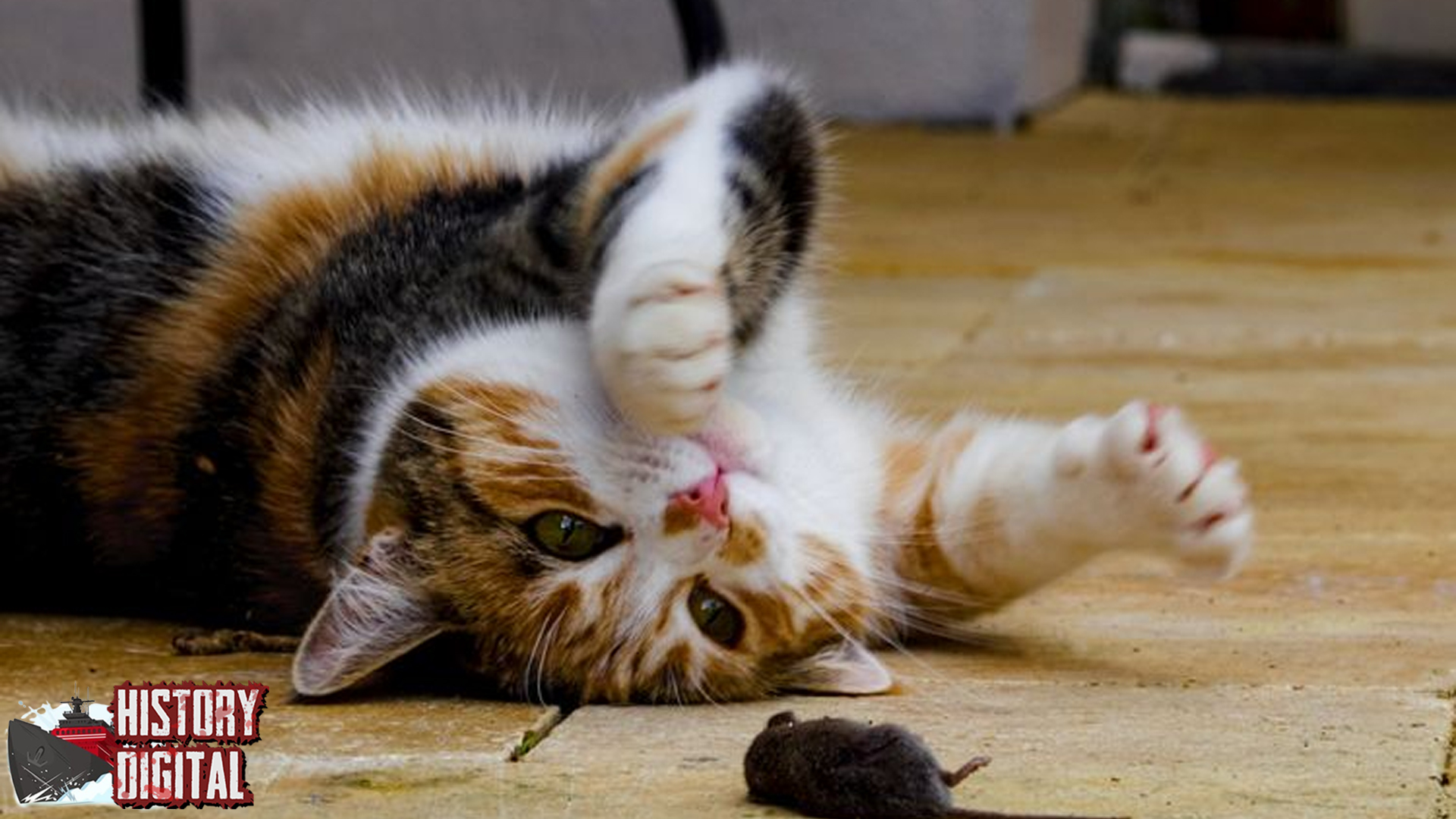 Jejak Kucing di Sejarah, Lebih dari Sekadar Peliharaan!