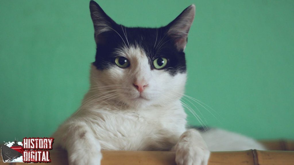 Jejak Kucing di Sejarah, Lebih dari Sekadar Peliharaan!