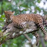 Sejarah Macan Tutul Sang Bayangan Cepat di Rimba Dunia!