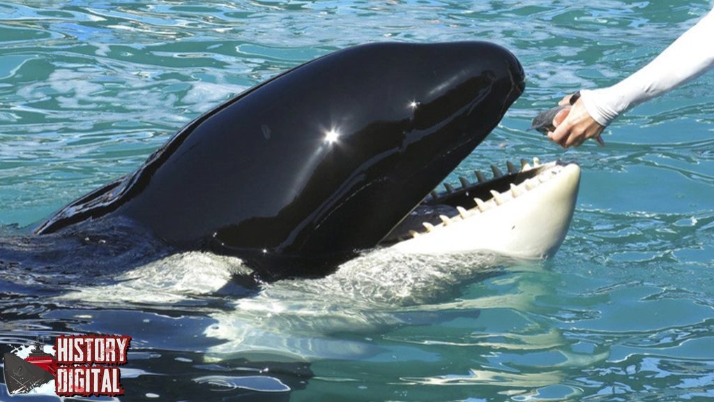 Sejarah Paus Orca Kisah Predator Laut yang Mengagumkan!