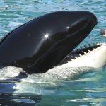 Sejarah Paus Orca Kisah Predator Laut yang Mengagumkan!