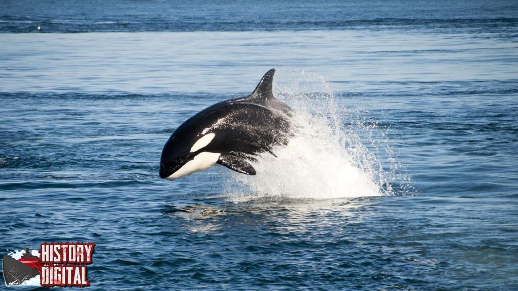Sejarah Paus Orca Kisah Predator Laut yang Mengagumkan!