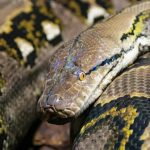Sejarah Ular Python Dari Alam Liar Hingga Dunia Modern!