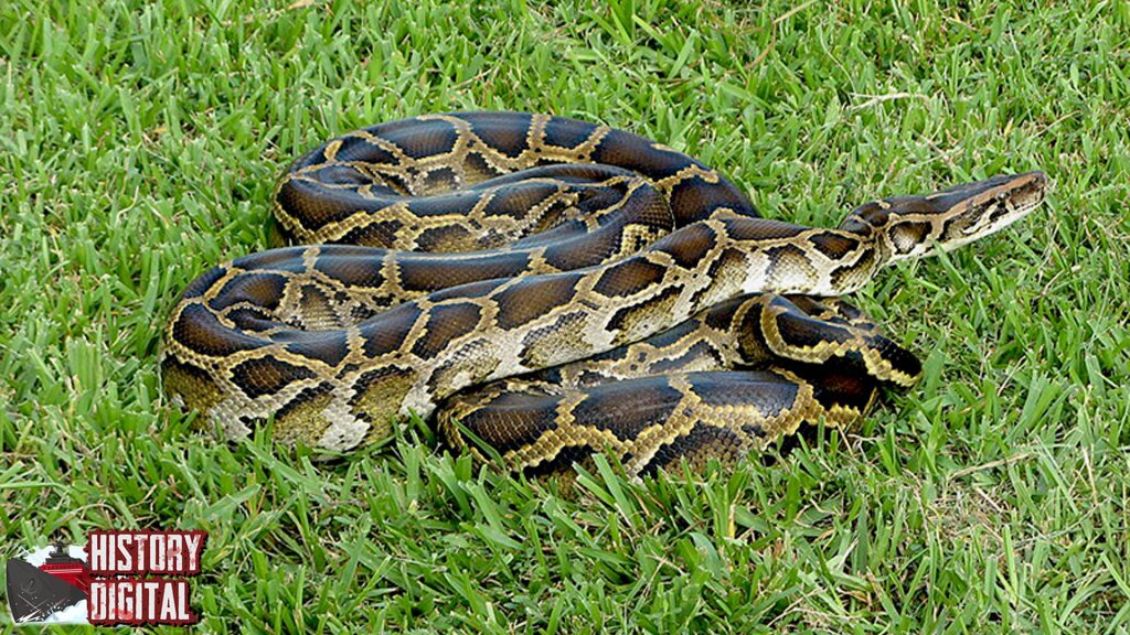 Sejarah Ular Python Dari Alam Liar Hingga Dunia Modern!