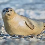 Jejak Purba Singa Laut Dari Predator ke Ikon Pantai!