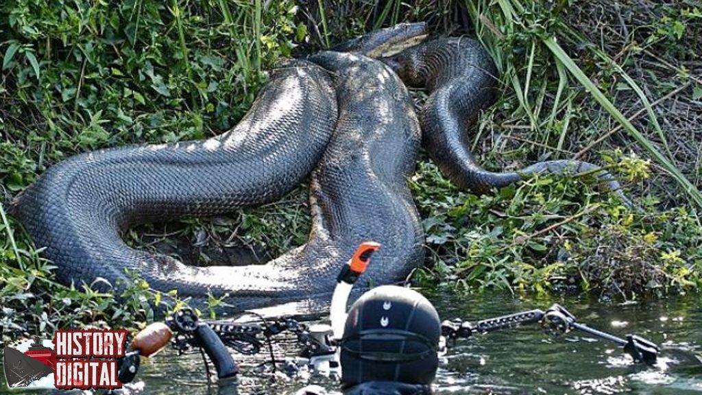 Ular Anaconda Dari Mitologi Hingga Fakta Sejarah Nyata!