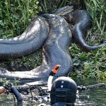 Ular Anaconda Dari Mitologi Hingga Fakta Sejarah Nyata!