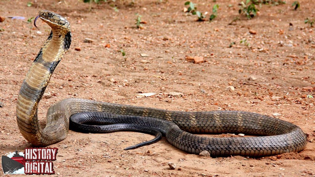 Melacak Asal Usul Ular Cobra, Predator yang Penuh Pesona!