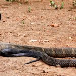 Melacak Asal Usul Ular Cobra, Predator yang Penuh Pesona!