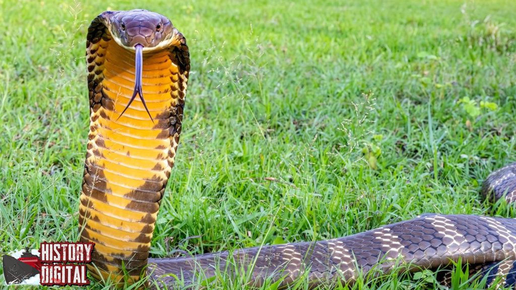 Melacak Asal Usul Ular Cobra, Predator yang Penuh Pesona!