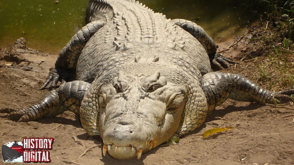 Buaya Nggak Pernah Pensiun Dari Dinosaurus ke Sungai!