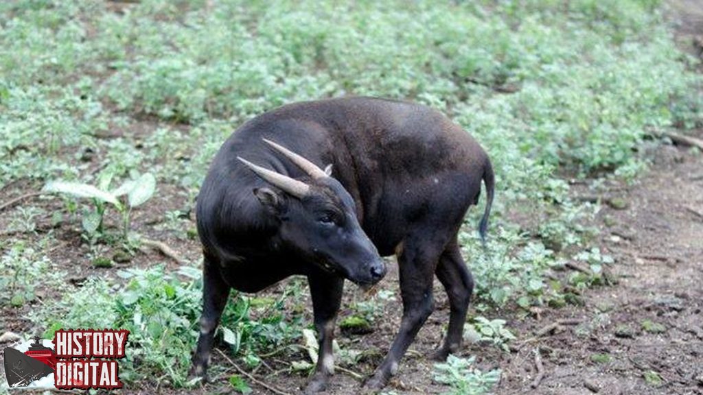 Dari Zaman Dulu hingga Kini: Kisah Menarik Hewan Anoa!